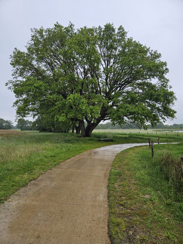 Carrossel 1