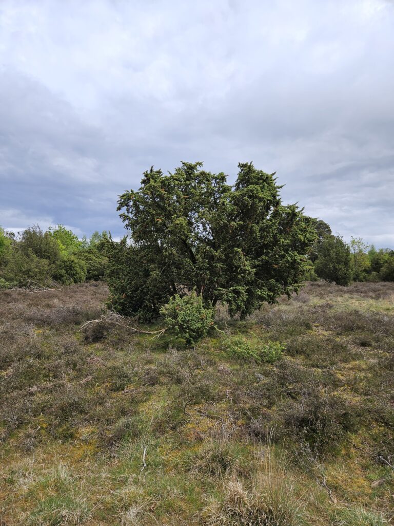 Carrossel 2 Jeneverbes